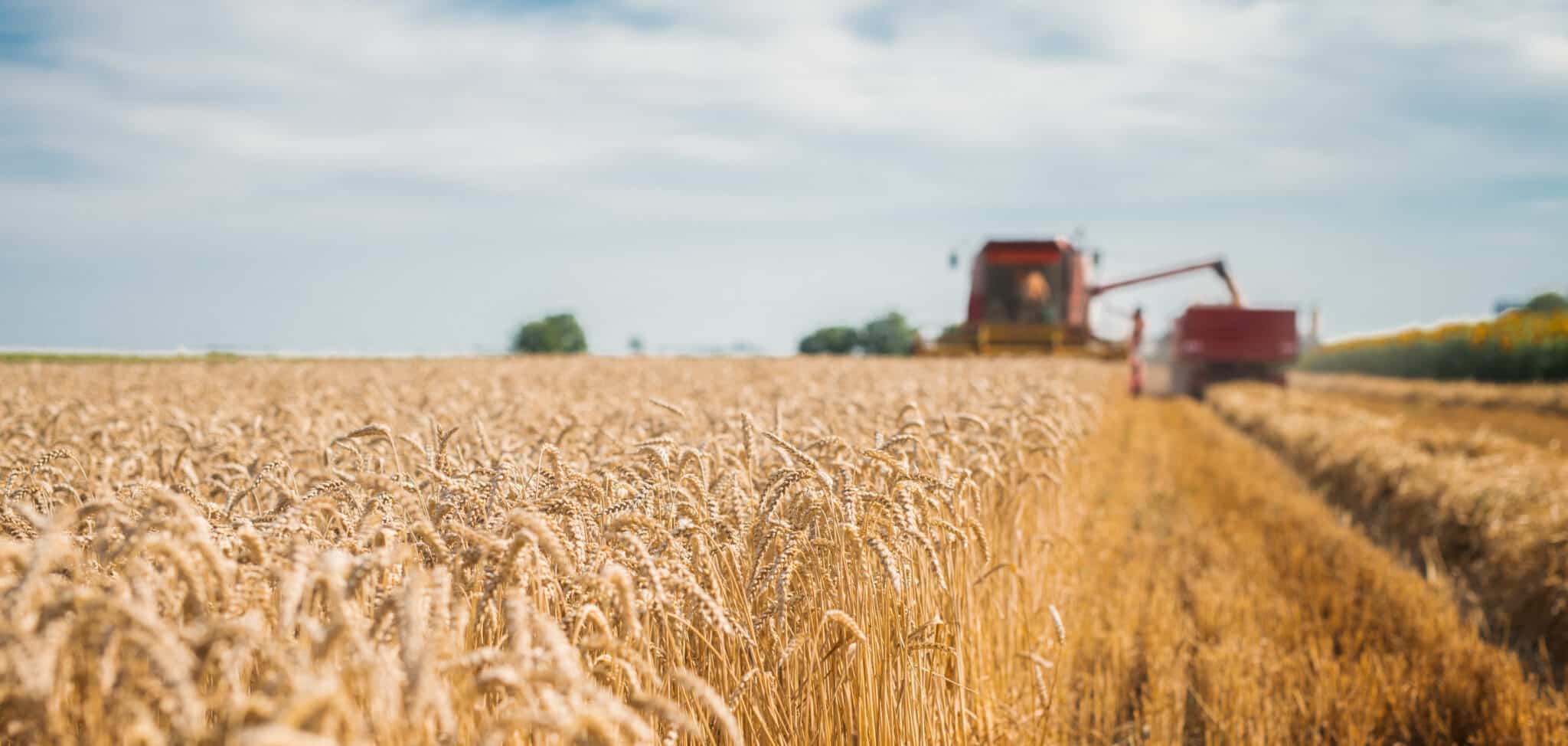 Harvester on the field loading crops.